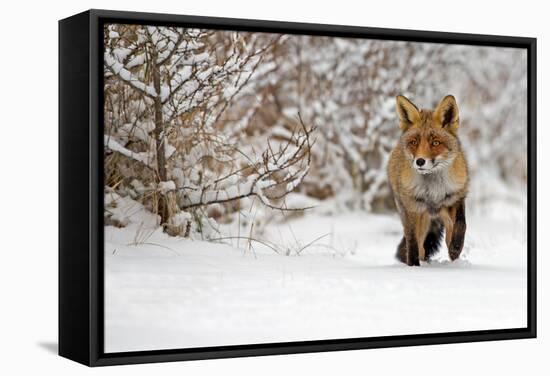 Red Fox Walks through the Snow-Menno Schaefer-Framed Premier Image Canvas