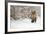 Red Fox Walks through the Snow-Menno Schaefer-Framed Photographic Print