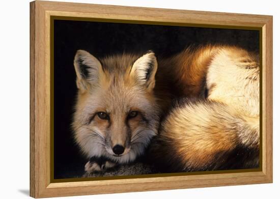 Red Fox Wildlife, New Mexico, USA-Gerry Reynolds-Framed Premier Image Canvas