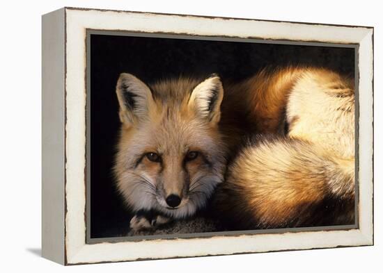 Red Fox Wildlife, New Mexico, USA-Gerry Reynolds-Framed Premier Image Canvas