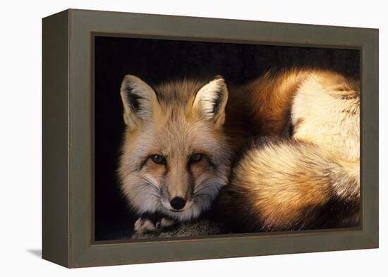 Red Fox Wildlife, New Mexico, USA-Gerry Reynolds-Framed Premier Image Canvas