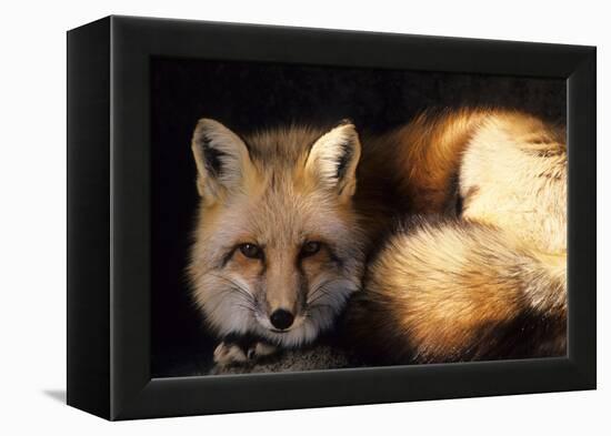 Red Fox Wildlife, New Mexico, USA-Gerry Reynolds-Framed Premier Image Canvas