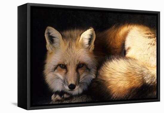 Red Fox Wildlife, New Mexico, USA-Gerry Reynolds-Framed Premier Image Canvas