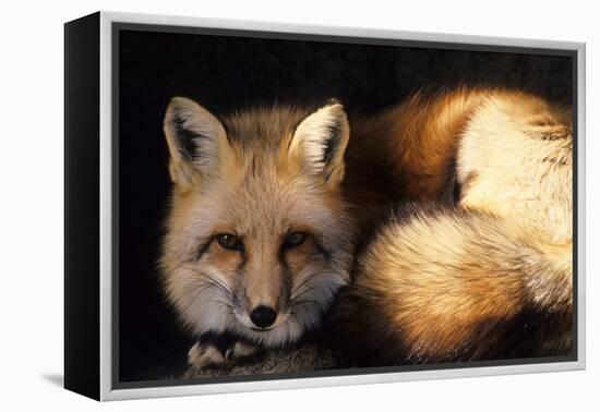 Red Fox Wildlife, New Mexico, USA-Gerry Reynolds-Framed Premier Image Canvas