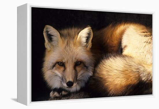 Red Fox Wildlife, New Mexico, USA-Gerry Reynolds-Framed Premier Image Canvas