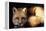 Red Fox Wildlife, New Mexico, USA-Gerry Reynolds-Framed Premier Image Canvas
