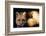 Red Fox Wildlife, New Mexico, USA-Gerry Reynolds-Framed Photographic Print