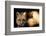 Red Fox Wildlife, New Mexico, USA-Gerry Reynolds-Framed Photographic Print