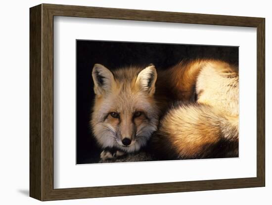 Red Fox Wildlife, New Mexico, USA-Gerry Reynolds-Framed Photographic Print