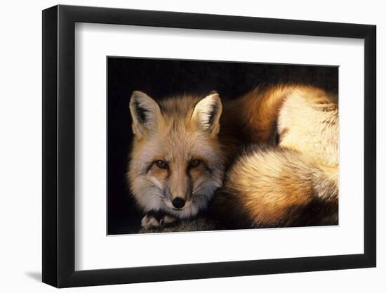 Red Fox Wildlife, New Mexico, USA-Gerry Reynolds-Framed Photographic Print