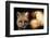 Red Fox Wildlife, New Mexico, USA-Gerry Reynolds-Framed Photographic Print