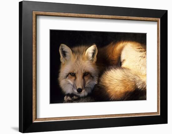 Red Fox Wildlife, New Mexico, USA-Gerry Reynolds-Framed Photographic Print