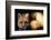 Red Fox Wildlife, New Mexico, USA-Gerry Reynolds-Framed Photographic Print