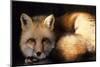 Red Fox Wildlife, New Mexico, USA-Gerry Reynolds-Mounted Photographic Print