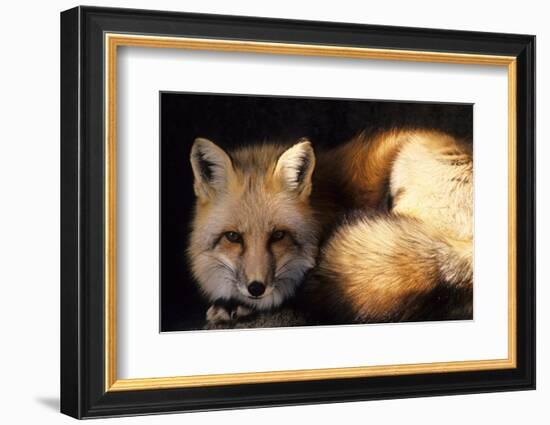 Red Fox Wildlife, New Mexico, USA-Gerry Reynolds-Framed Photographic Print