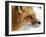 Red Fox-Alain Turgeon-Framed Giclee Print