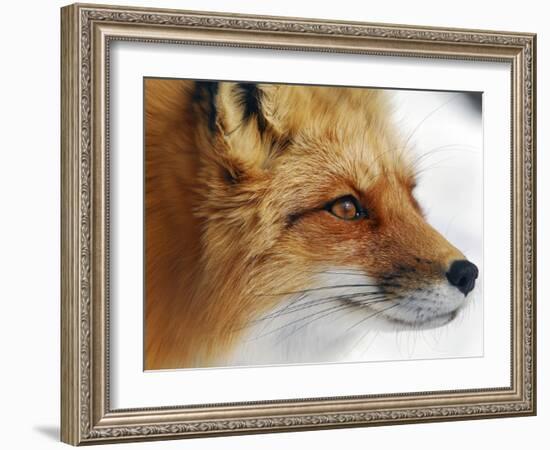 Red Fox-Alain Turgeon-Framed Giclee Print