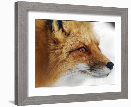 Red Fox-Alain Turgeon-Framed Giclee Print