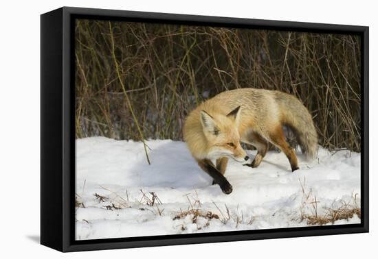 Red Fox-Joe McDonald-Framed Premier Image Canvas