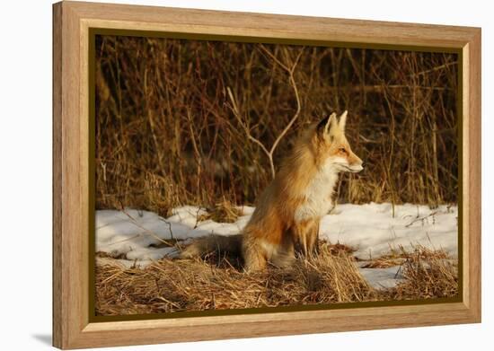 Red Fox-Joe McDonald-Framed Premier Image Canvas