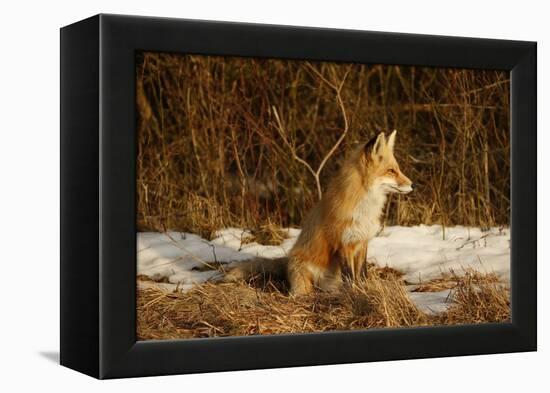 Red Fox-Joe McDonald-Framed Premier Image Canvas