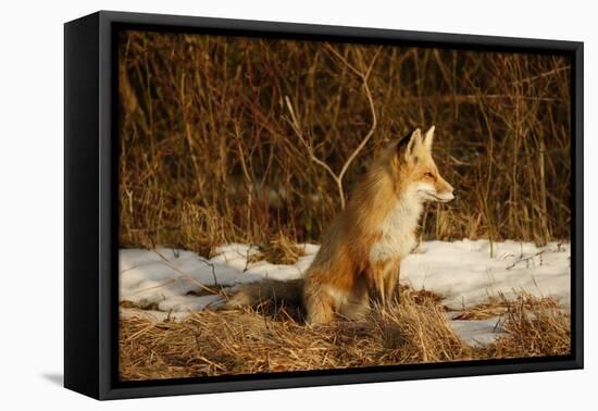 Red Fox-Joe McDonald-Framed Premier Image Canvas