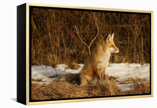 Red Fox-Joe McDonald-Framed Premier Image Canvas