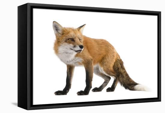 Red Fox-Life on White-Framed Premier Image Canvas