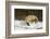 Red Fox-Joe McDonald-Framed Photographic Print