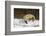 Red Fox-Joe McDonald-Framed Photographic Print