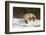 Red Fox-Joe McDonald-Framed Photographic Print