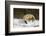 Red Fox-Joe McDonald-Framed Photographic Print