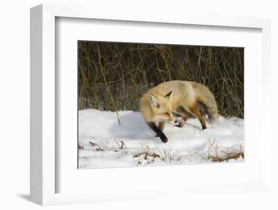 Red Fox-Joe McDonald-Framed Photographic Print