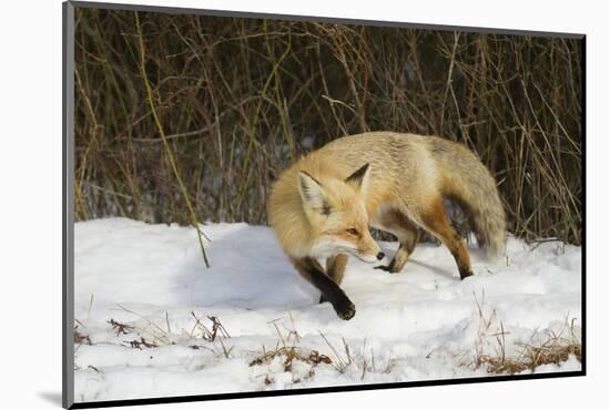 Red Fox-Joe McDonald-Mounted Photographic Print