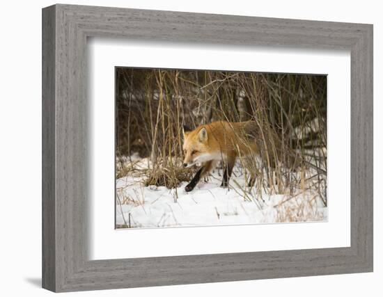 Red Fox-Joe McDonald-Framed Photographic Print