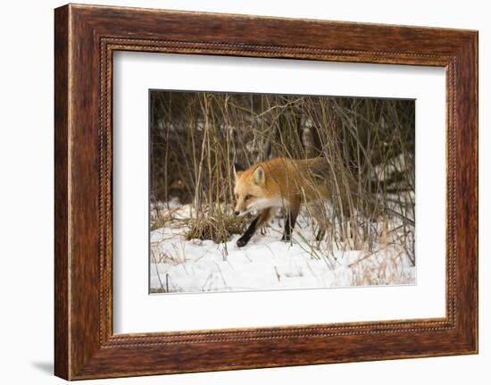 Red Fox-Joe McDonald-Framed Photographic Print