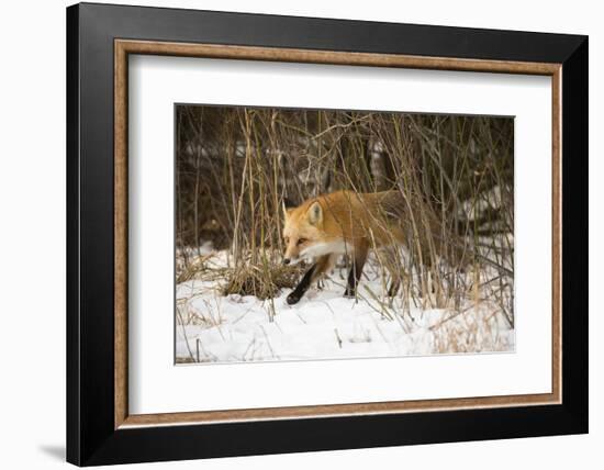 Red Fox-Joe McDonald-Framed Photographic Print