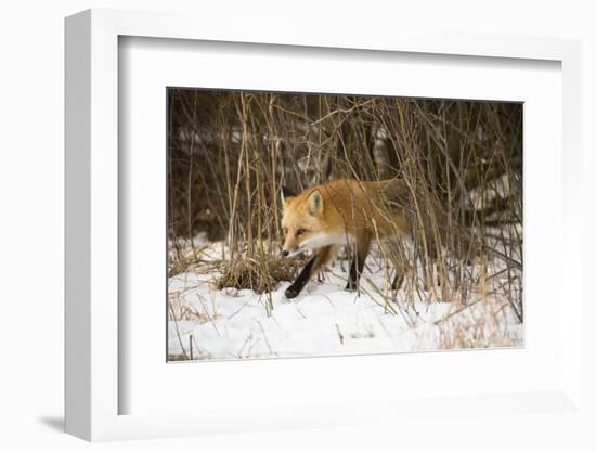 Red Fox-Joe McDonald-Framed Photographic Print