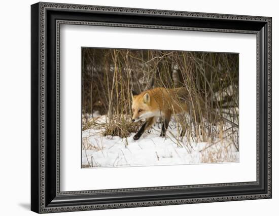 Red Fox-Joe McDonald-Framed Photographic Print