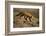 Red Fox-DLILLC-Framed Photographic Print