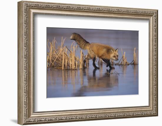 Red Fox-DLILLC-Framed Photographic Print