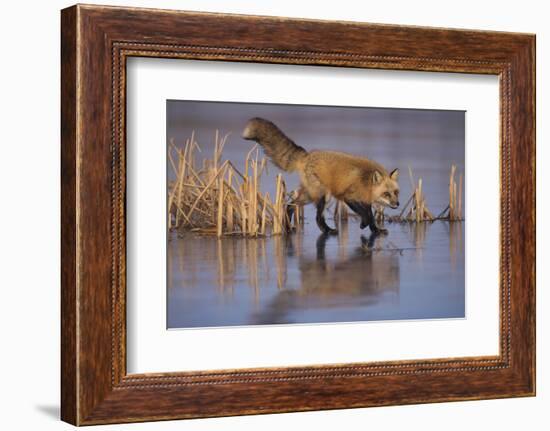 Red Fox-DLILLC-Framed Photographic Print