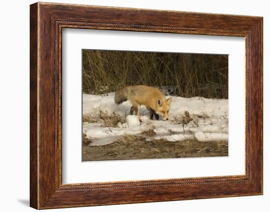 Red Fox-Joe McDonald-Framed Photographic Print