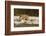 Red Fox-Joe McDonald-Framed Photographic Print