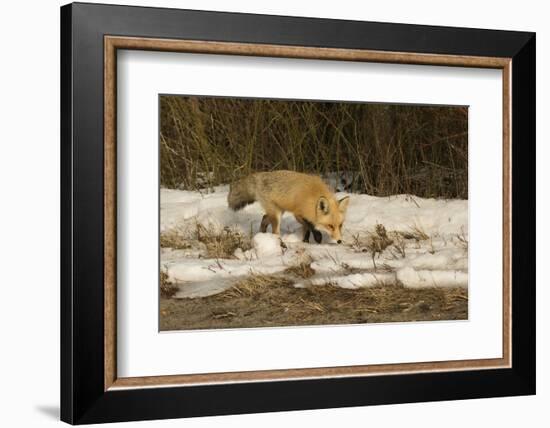 Red Fox-Joe McDonald-Framed Photographic Print