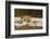 Red Fox-Joe McDonald-Framed Photographic Print