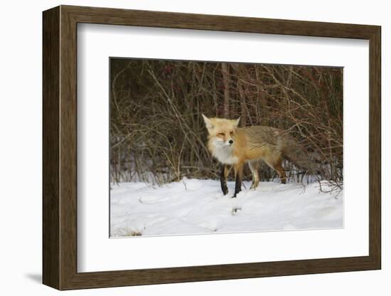 Red Fox-Joe McDonald-Framed Photographic Print