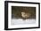 Red Fox-Joe McDonald-Framed Photographic Print