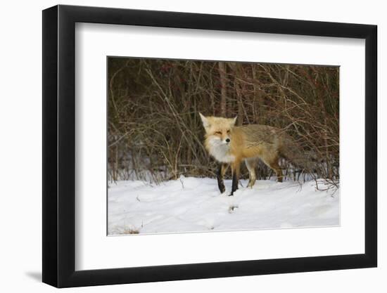 Red Fox-Joe McDonald-Framed Photographic Print