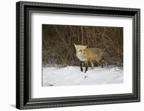 Red Fox-Joe McDonald-Framed Photographic Print